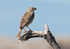 Corn Bunting
