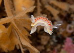 Diaphorodoris luteocincta