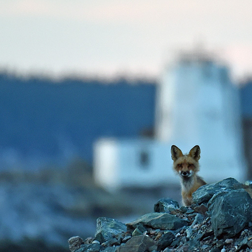 Vulpes Vulpes Dog Fox