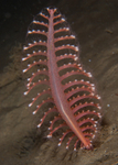 Pennatula phosphorea