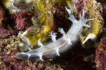 Duvaucelia lineata