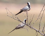 Namaqua Doves