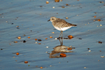 Grey Plover