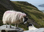 Sheep at Mamore Gap