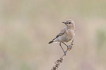 Isabelline Wheatear