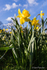 Spring Daffodils