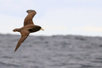 White-chinned Petrel flying close, South Africa