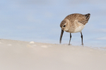 Dunlin portfolio
