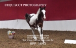 BPP_1643