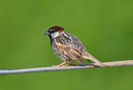 Spanish Sparrow