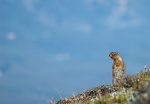 Canadian Ground Squirrel.