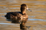 Tufted Duck