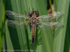 Four-spotted Chaser (Libellula quadrimaculata)  with exuvia