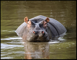 Wildlife portfolio