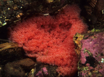 Taurulus bubalis eggs
