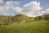 5378 Lan Fawr with gorse