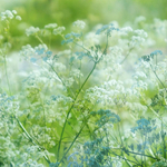 Breath of Summer