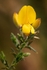 Gorse