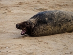 Atlantic Grey Seal