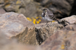 Pied Wagtail (Motacilla alba) Juvenile