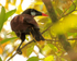 Montezuma Oropendola, Arenal, Costa Rica