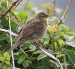 Grasshopper Warbler