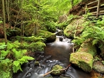 Wyming Brook #8