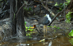 White breasted Waterhen