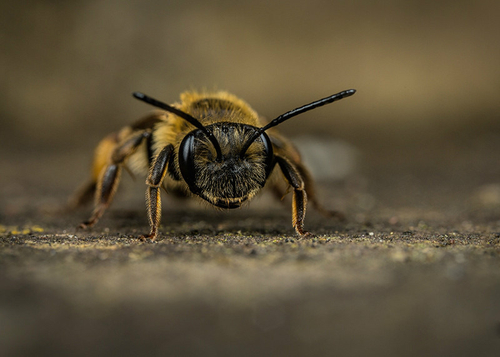 [i]Andrena bucephala[/i] female emerging from a nest in an old grave. Warwickshire. May 2014.