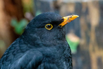 blackbird Turdus merula-5015