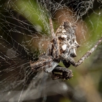 Tropical tent web spider (Cyrtophora citricola