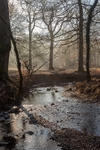 Winter at Backpool Brook