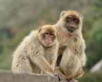 Barbary Macaques (male & female), Gibraltar