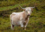 Highland Cow