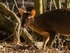 Reeves' Muntjac