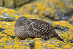 Eider