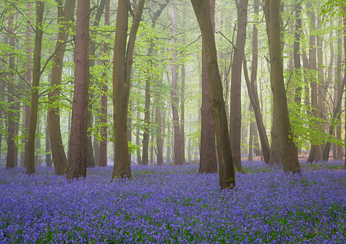 [align=center][size=11][b]Hitch Wood Mist, near Hitchin, Hertfordshire[/b][/size]

Hitch Wood is a fabulous local s…