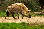 Spotted Hyena