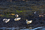 Seals on Loch Linnhe - DSC_9145_00090