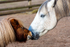 Highland Pony and Shetland Pony - DSC_0890