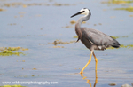 NZ021: Heron