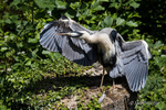 Grey Heron Preening itself in the sun