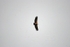 Griffon Vulture