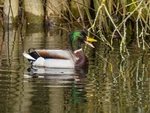 Mallard