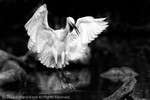 Little Egret (Egretta garzetta) landing