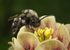 Melecta albifrons (f)