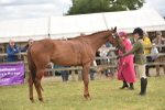 Class 113-114 - Retraining of Racehorses Ridden portfolio