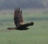 Black Kite