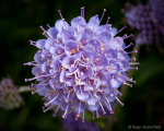 Devil's-bit Scabious (01)
