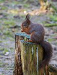Red Squirrel